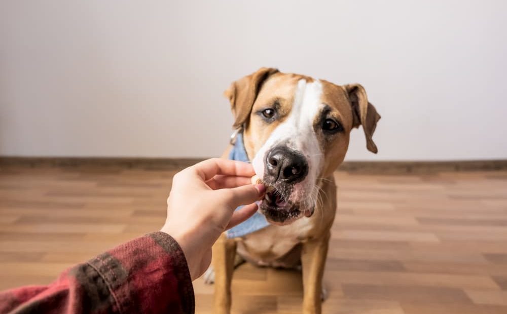 Give Your Dog This Doses Of CBD